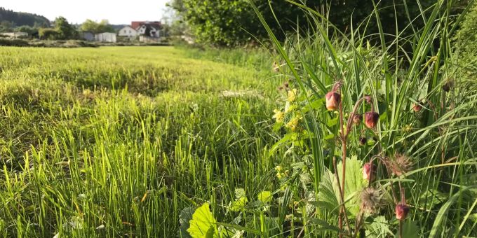 Bekämpfung invasiver Neophyten. Bekämpfung invasiver Neophyten