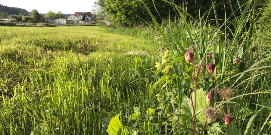 Bekämpfung invasiver Neophyten