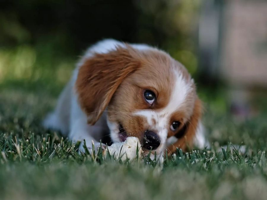 Ein Hund frisst Brot
