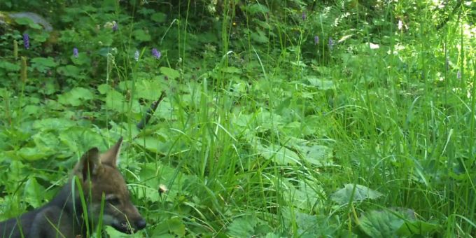 Geblitzt: eines der vier Wolfsjungen im Chablais im Wallis. wolf