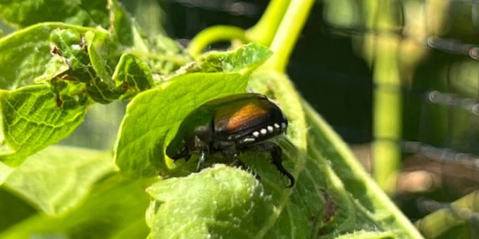 In Kloten entdeckt - Kanton Zürich will schädliche Japankäfer tilgen