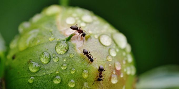 Nützlicher Tipp - Diese Hausmittel bekämpfen Ameisen effektiv