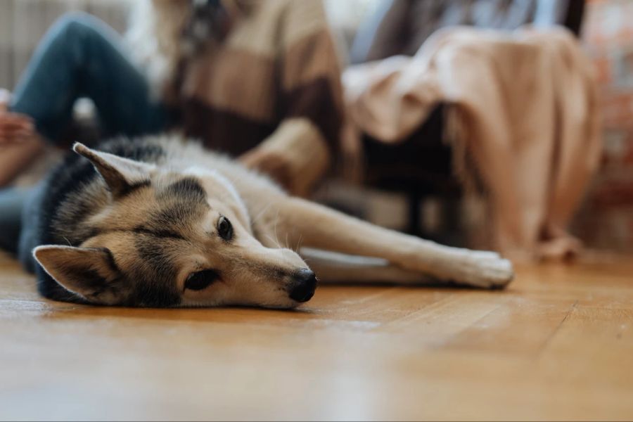 Hund Alaskan Malamute Rasse