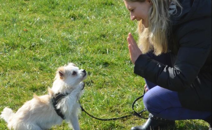 Hund