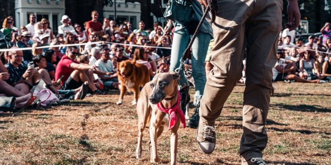 Eine Hunde-Show. (Symbolbild) hunde-show