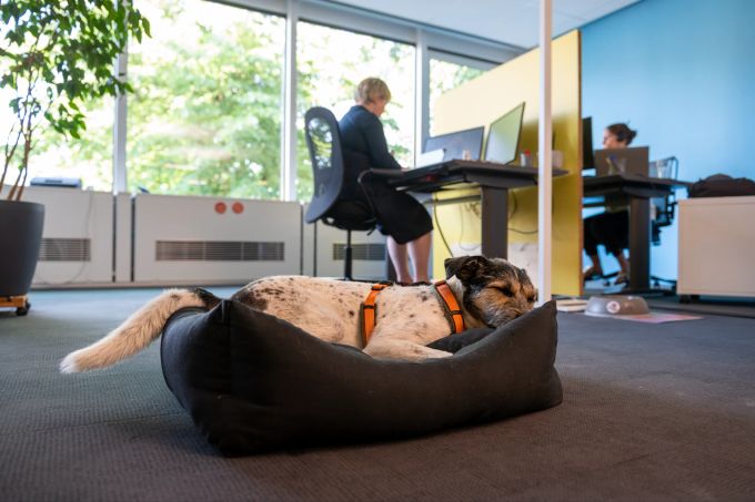 Von hundefreundlichen Arbeitsplätzen profitieren Mensch und Tier. Lucio Hund