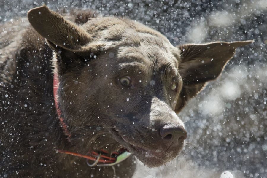 Hunde, die in dieser Wasserstelle spielten, sollen einen Elektroschock abgekriegt haben, wie Hundehalterinnen und Hundehalter auf Facebook erzählen. (Symbolbild)