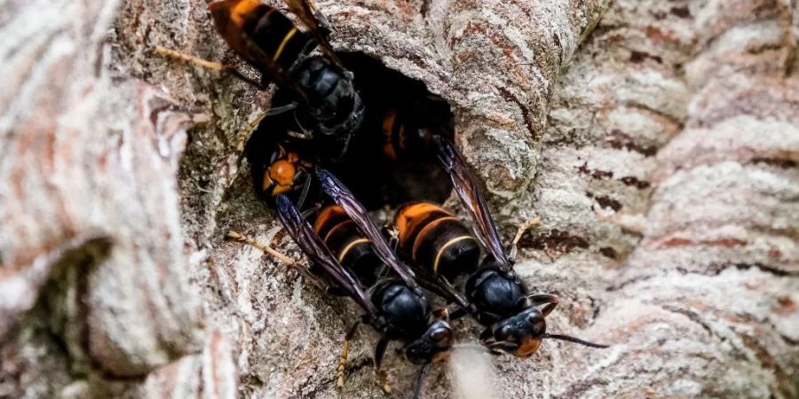 Die Asiatische Hornisse ernährt ihre Larven von Wild- und Honigbienen.