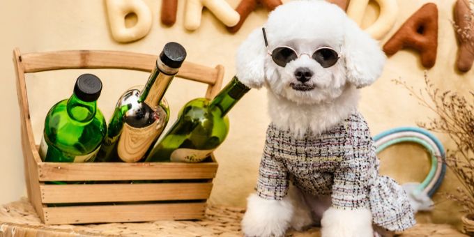 Alkohol und Hund? Die beste Kombination: nicht eines im anderen ... Alkohol Hund Kombination