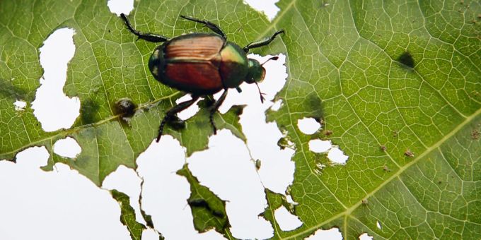 Schädling - Schweizer Forschende kämpfen gegen den Japankäfer