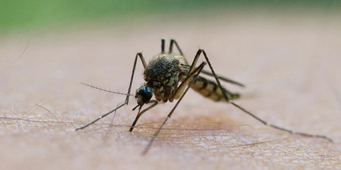 Rätsel gelüftet - Warum Stechmücken manche Menschen bevorzugen