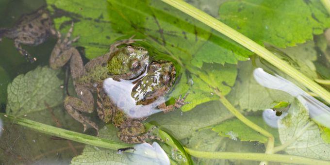 Frösche in einem Teich. frösche