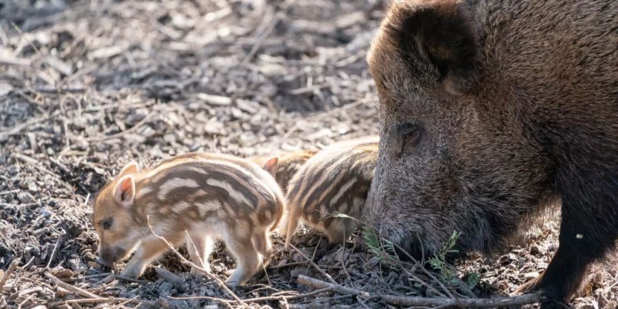 Frischlinge sind im Tierpark Goldau mit Mama-Wildschwein unterwegs.