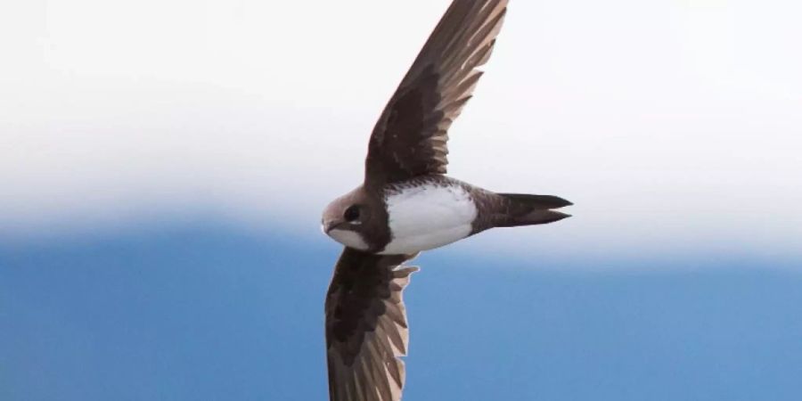 Ein Alpensegler in der Luft: Er ist auf Nistgelegenheiten an Gebäuden angewiesen.
