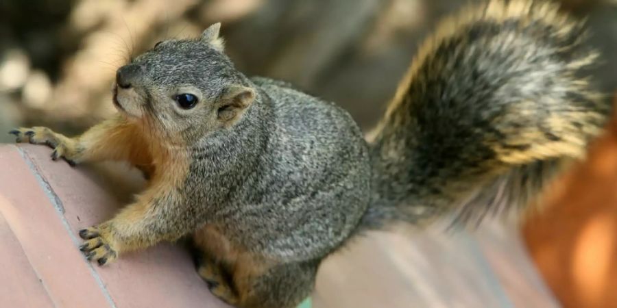 Eichhörnchen essen normalerweise Nüsse