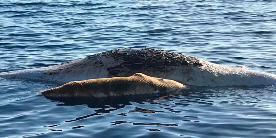 Tote Pottwale im Mittelmeer