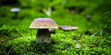 Steinpilz