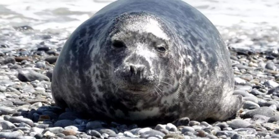 Derzeit leben etwa 30.000 Kegelrobben in der Ostsee. Foto: Carsten Rehder
