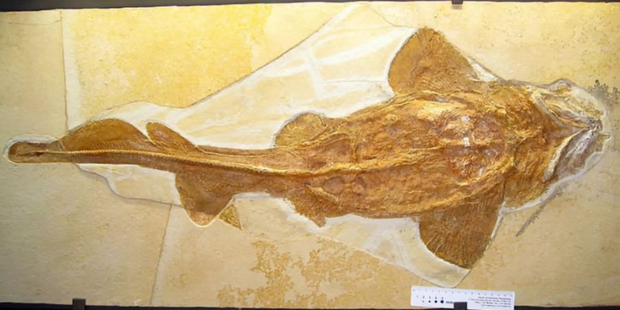 Palaeocarcharias stromeri