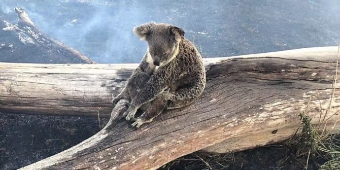 koala australien buschbrände