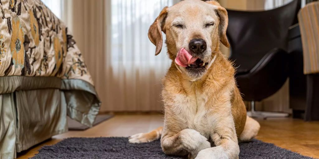 Vom Veterinäramt beschlagnahmter Hund darf nicht verkauft werden