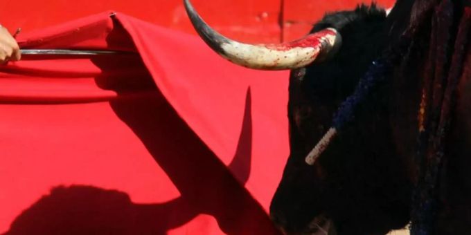 Nach zwei Jahren ohne Stierkämpfe sollen erstmals wieder Stiere im Coliseo Balear auf Mallorca getötet werden. Foto: Jim Hollander Nach zwei Jahren ohne Stierkämpfe sollen erstmals wieder Stiere im Coliseo Balear auf Mallorca getötet werden. Foto: Jim Hollander