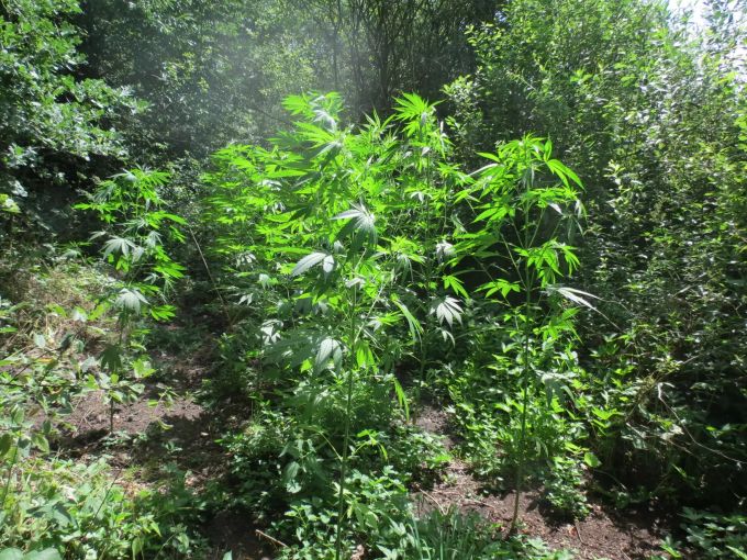 Polizei Trocknet Cannabis Im Revier
