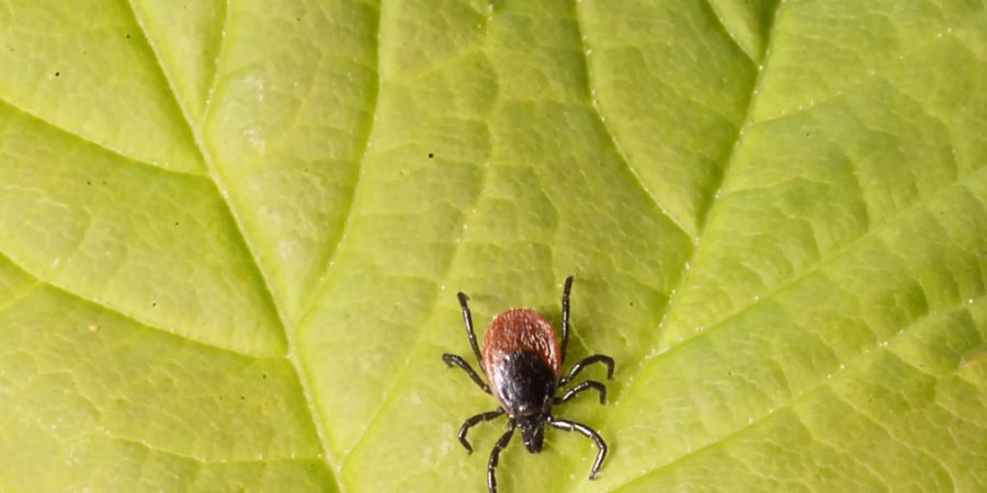 In der Schweiz sind bis Ende Juli 162 Fälle der durch Zecken verursachten Frühsommer-Meningoenzephalitis (FSME) bekannt geworden (Archivbild).