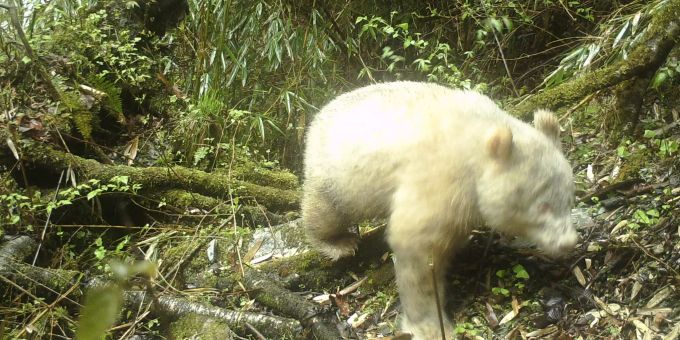 Das Infrarotkamerabild vom 20. April 2019, aufgenommen mit einer Fotofalle, zeigt einen Albino-Panda im Wolong National Nature Reserve in der südwestchinesischen Provinz Sichuan. Albino-Panda in China