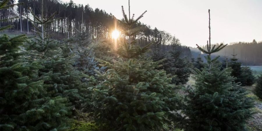 Ein Weihnachtsbaumfeld in der Schweiz.