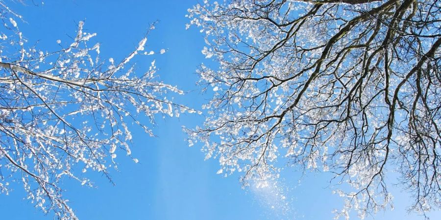 Bäume von Schneebedeckt  - das Flachland kommt immer noch nicht in den Genuss.