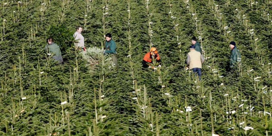 Sie sind jung und vital - Die Nordmanntannen haben den Schweizer Hitzesommer gut überlebt.