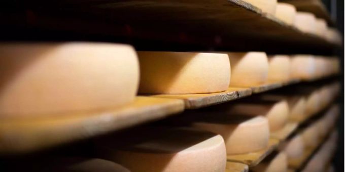 Käselaibe werden gelagert. käse