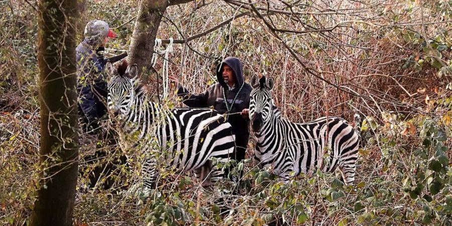 Zwei Männer fangen zwei Zebras ein, die aus dem «Dresdner Weihnachtscircus» entlaufen sind.