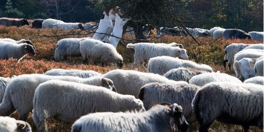 Eine Herde aus Schafen und Ziegen zieht über eine Landschaft.