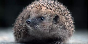 igel