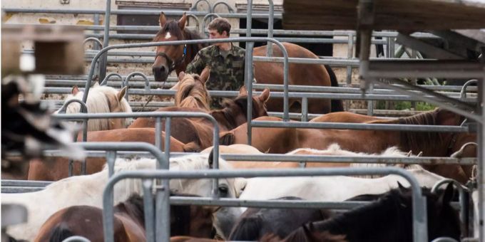 Pferde-Skandalhof - Mehrere Thurgauer Behörden haben falsch entschieden