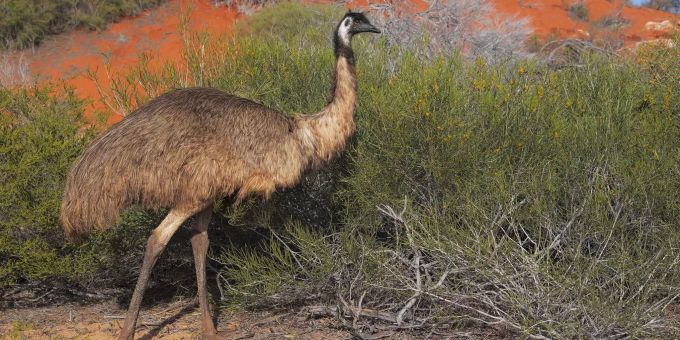 Schrumpfen aus Platzmangel - Früher gab es viel kleinere Emus