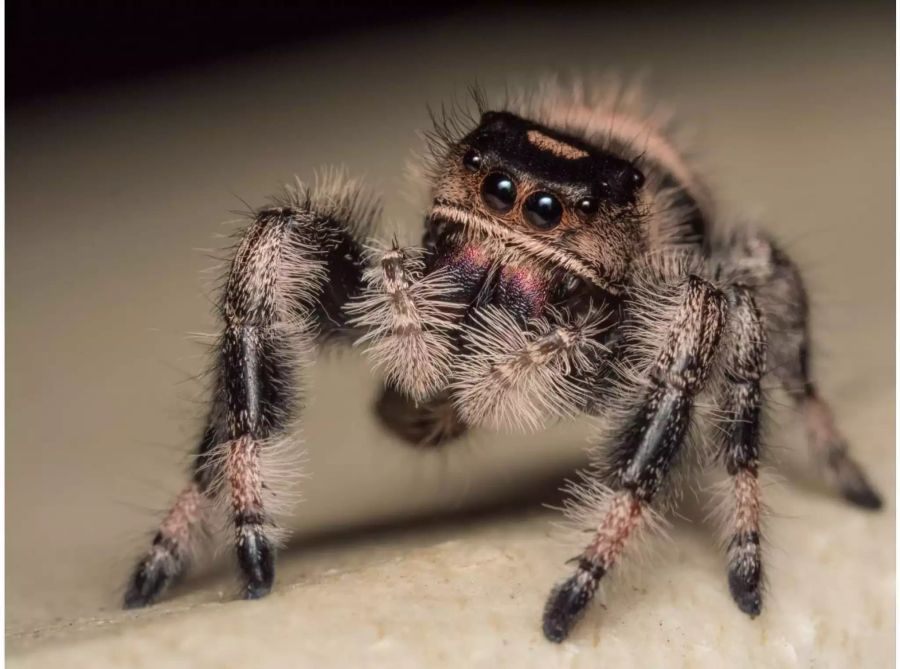 Springspinnen der Art Phidippus regius springen schneller, wenn sie hungrig sind. Bild: macrolife.it