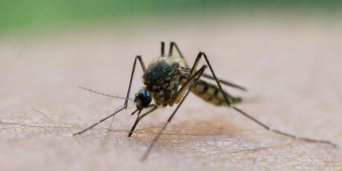 Die Viruskrankheit Gelbfieber wird über Mücken übertragen. Die Viruskrankheit Gelbfieber wird über Mücken übertragen.