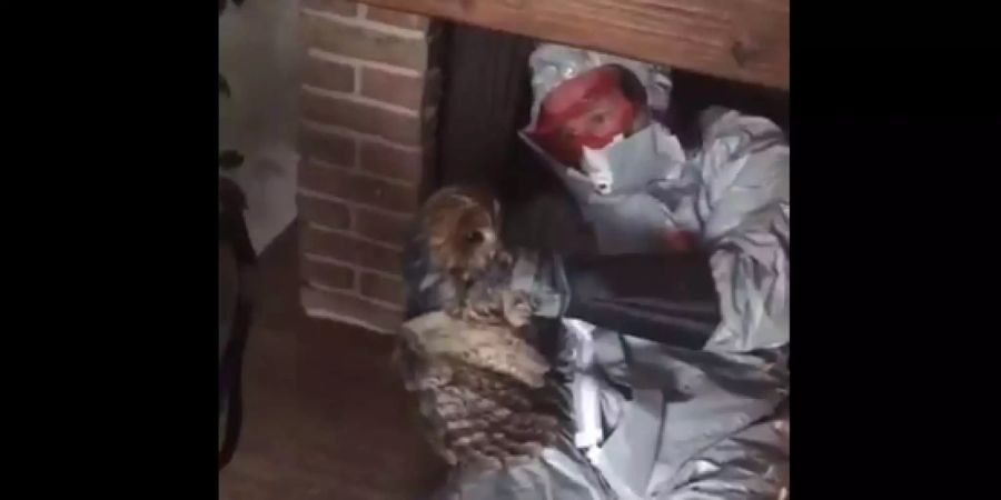Die Eule konnte gerettet werden