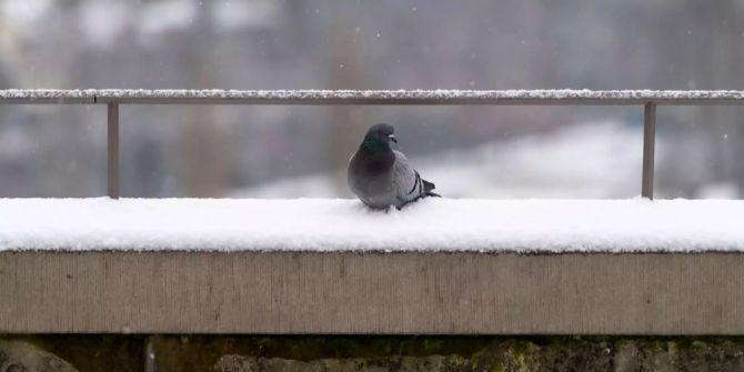 Eine Taube fotografiert im Schneegestoeber,