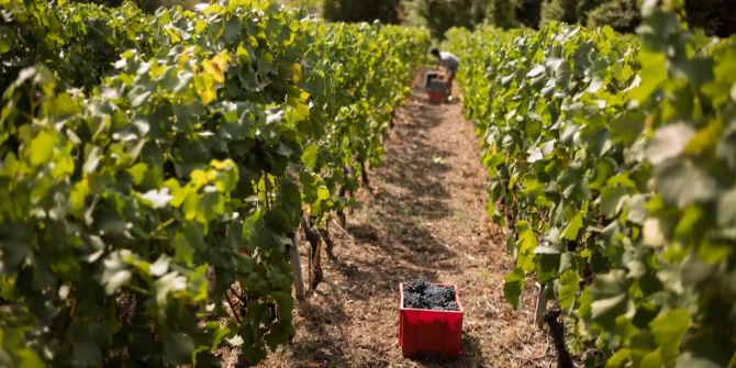 Arbeiter ernten Trauben auf einem Weingut nahe Flanthey VS.