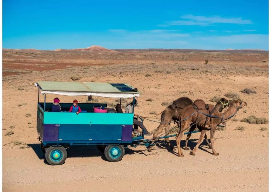 Die Bündner fahren im Planwagen durch den Outback.