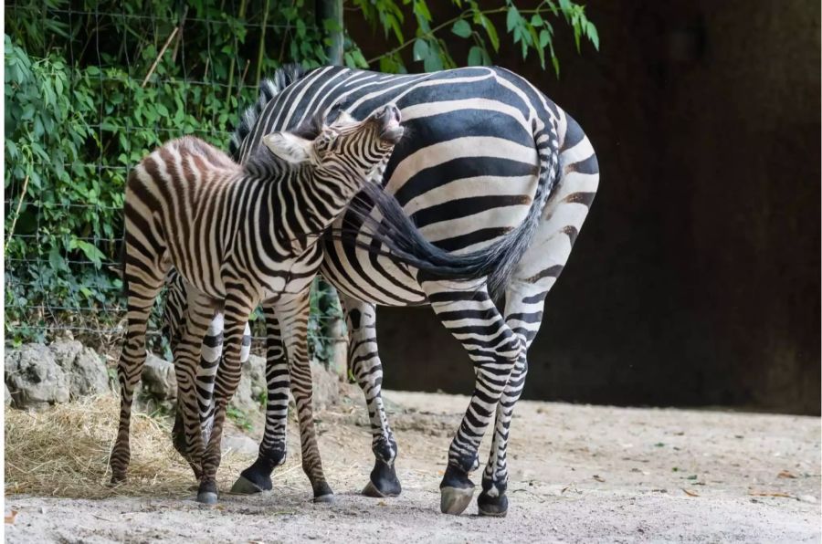 Die Zebras im Basler Zoo wohnen in der Afrika-Anlage zusammen mit Straussen und Flusspferden.