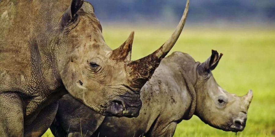 Acht der elf umgesiedelten Nashörner sind in Kenia in ihrem neuen Zuhause verendet.