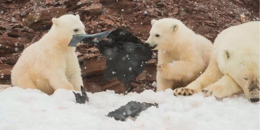 Die jungen Eisbären verbeissen sich im schwarzen Plastik...