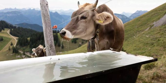 Die Schweiz als Grasland bietet viel Fläche, um Kühe zu halten. Kuh Grasland