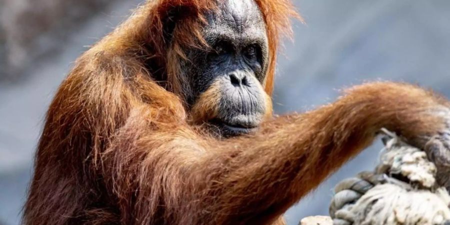Die 58-jährige Orang-Utan Dame Bella ist der wohl älteste Orang-Utan der Welt. Foto: Axel Heimken