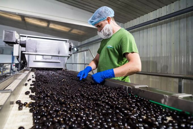 Ein Mann arbeitet in der Produktion von Oliven im Süden von Spanien. Olivenproduktion in Spanien
